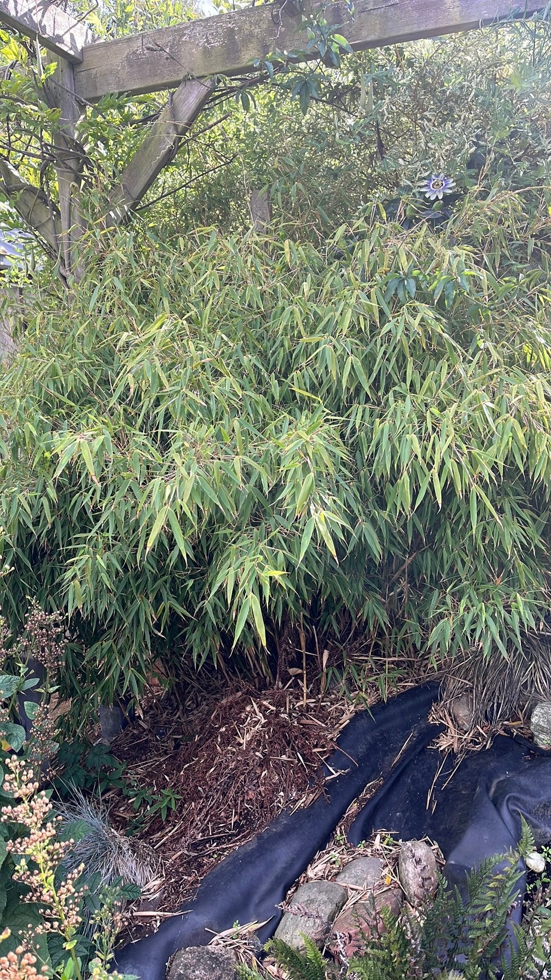 Bamboe plant, Ophalen, Bloeit niet, Halfschaduw, Overige soorten