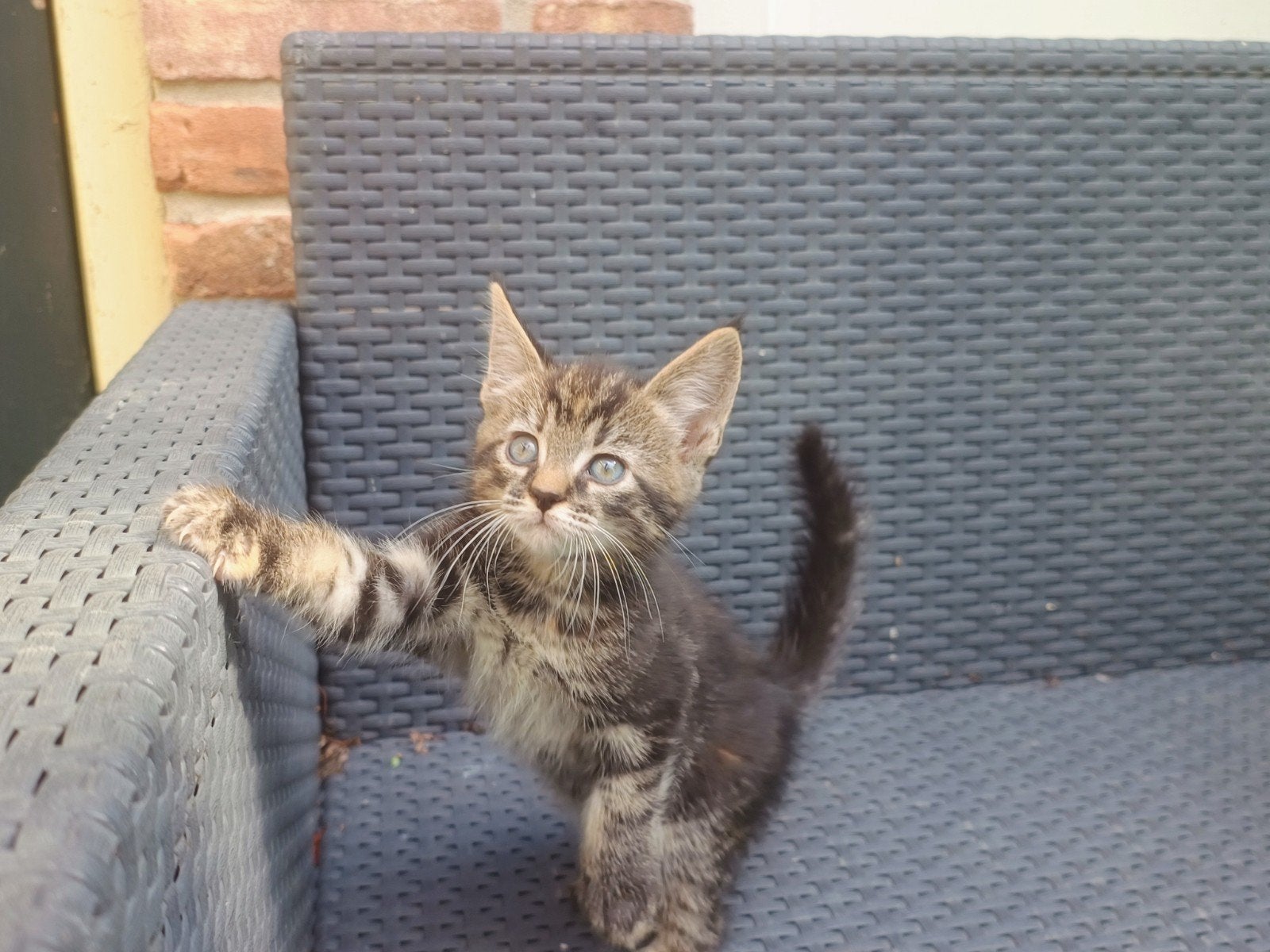 Maine Coon kruising, Meerdere dieren