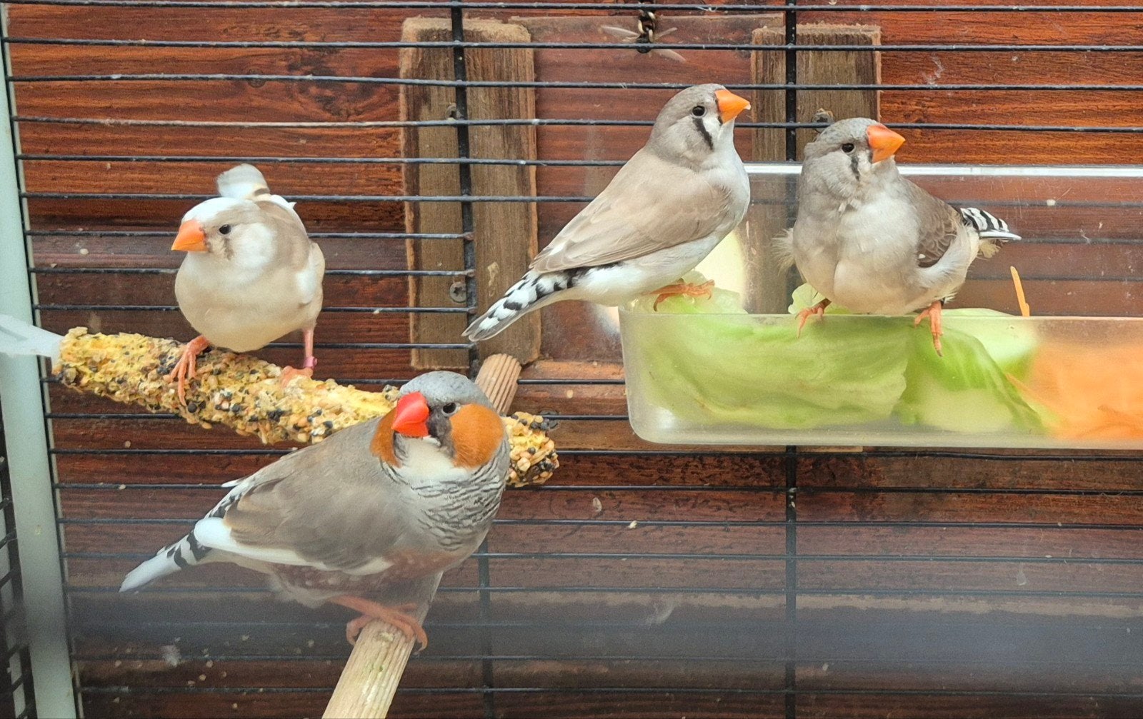 jonge zebravinkjes verschillende kleurtinten of mutaties, Dieren en Toebehoren, Meerdere dieren, Tropenvogel
