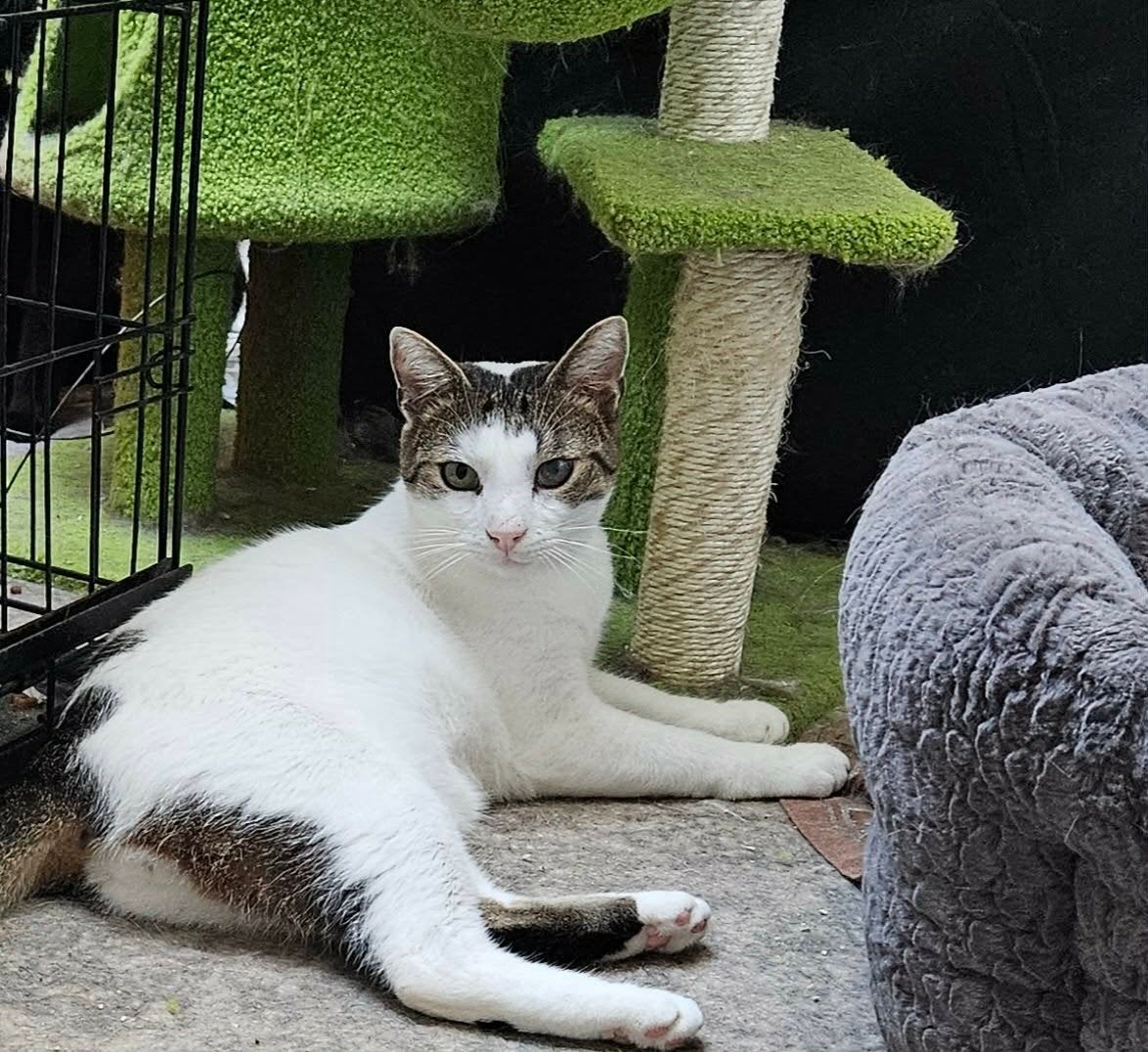 Aanhankelijke Wica is 4 jaar, Poes, Kortharig, 3 tot 5 jaar
