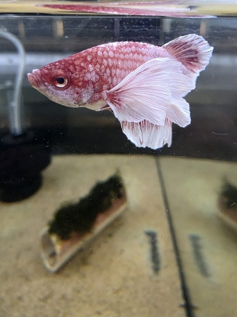 betta splendens dumbo ear man, Dieren en Toebehoren, Vissen | Aquariumvissen, Vis, Zoetwatervis