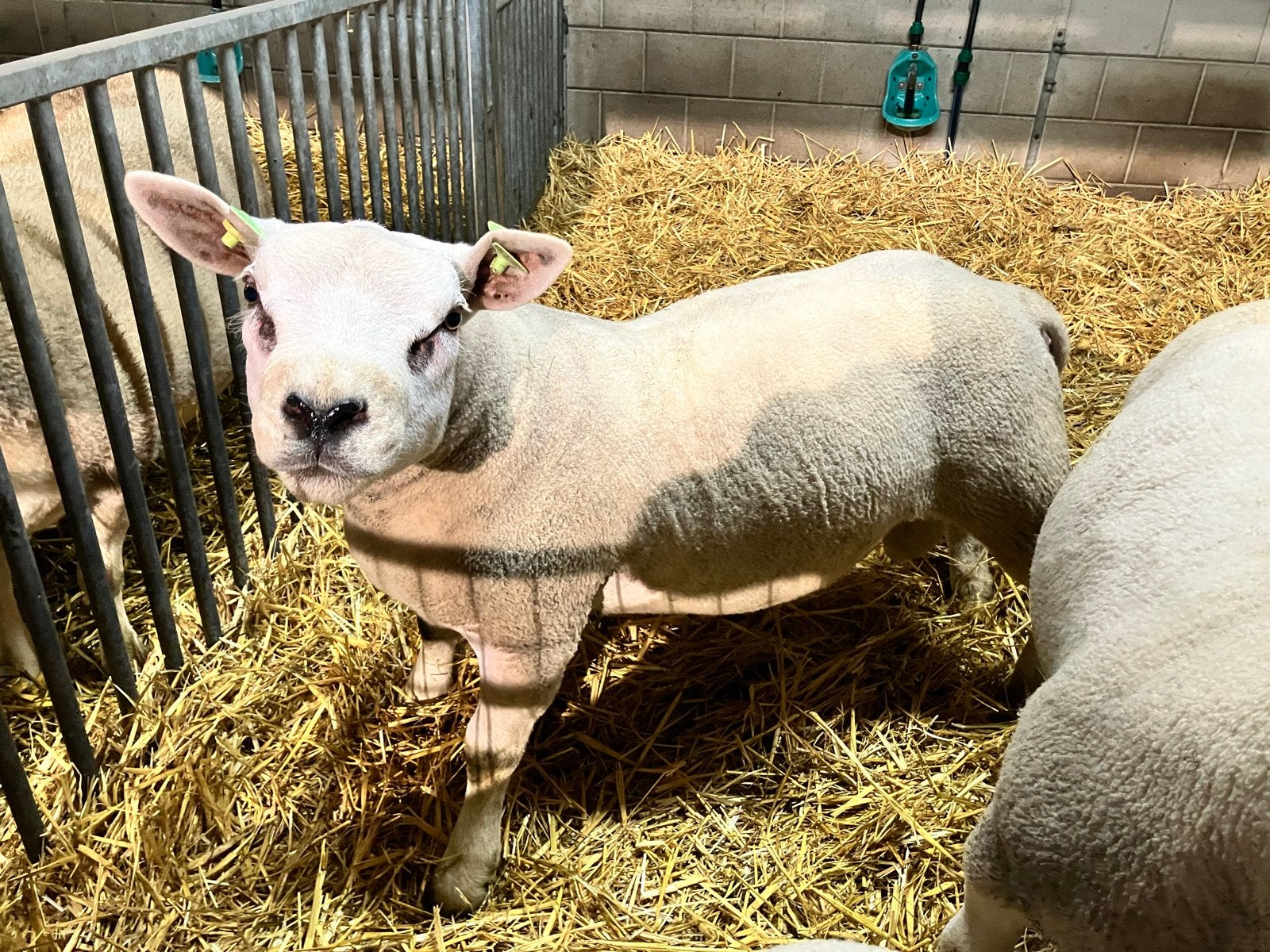 Te koop stamboek Engelse texelaar dekrammen, Dieren en Toebehoren, Mannelijk, Schaap