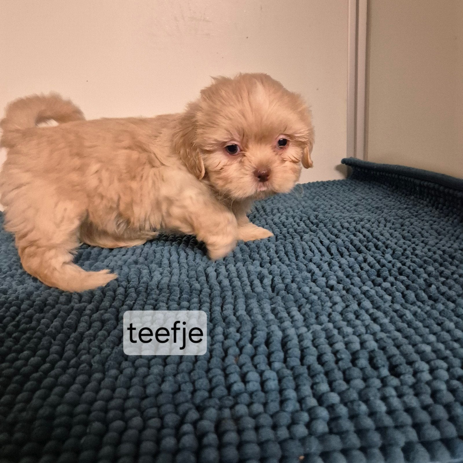 super lieve unieke kleurtjes raszuivere shih tzu pups, Overige rassen, 8 tot 15 weken, Meerdere, Meerdere dieren
