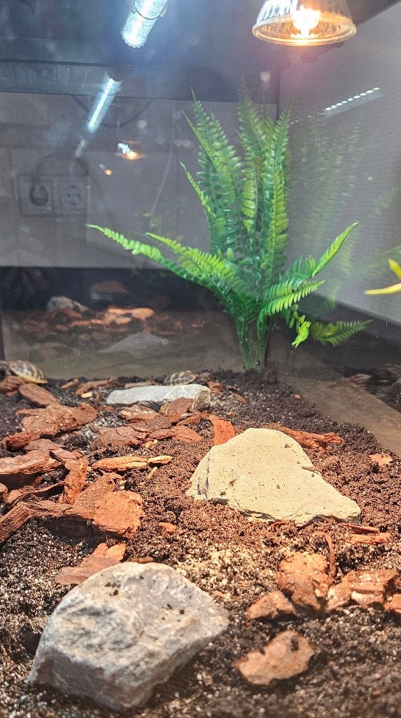 Griekse landschildpadjes incl. Juwel terrarium Tortoise photo 6