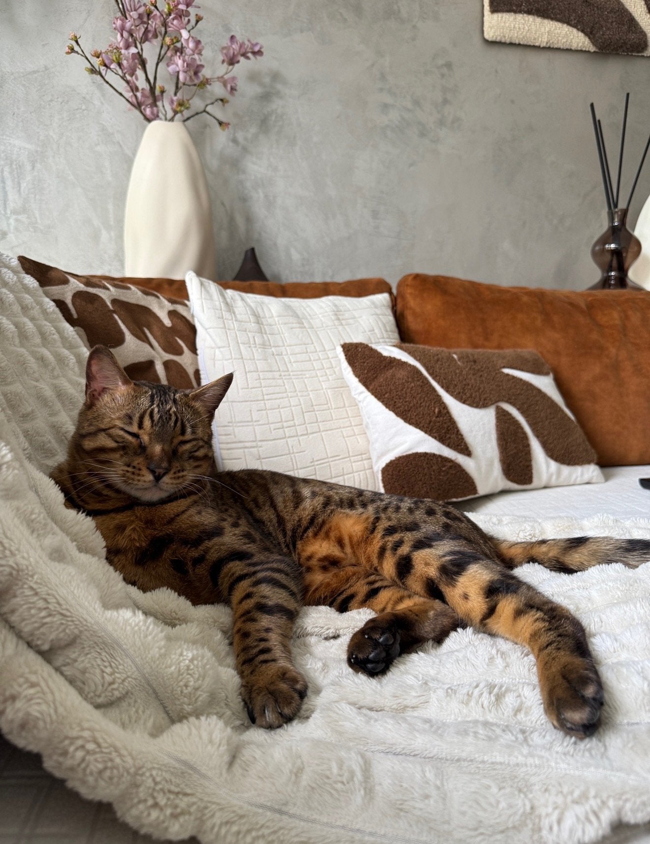 Volbloed bengaal kater, Dieren en Toebehoren, Katten en Kittens | Overige Katten, Kater