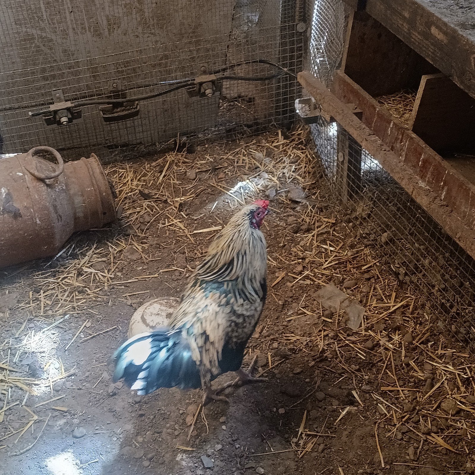 Hanen te koop:  easter eggers, Dieren en Toebehoren, Pluimvee, Mannelijk, Kip