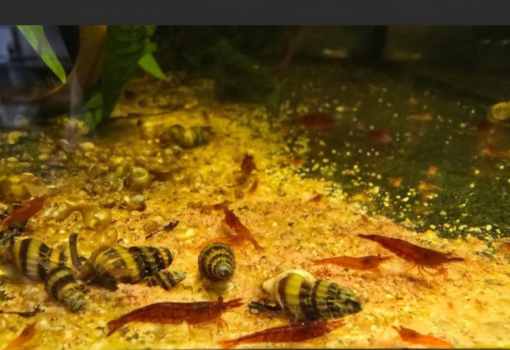 RED SAKURA GARNALEN, NEO CARIDINA IN LEIDINGWATER €1,25p/st, Kreeft, Krab of Garnaal