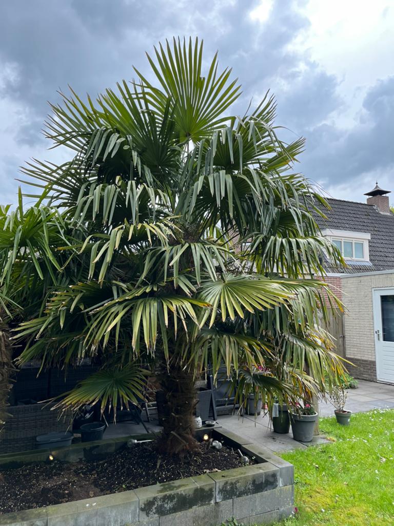 Palmboom te koop, Tuin en Terras, Planten | Bomen, Ophalen of Verzenden