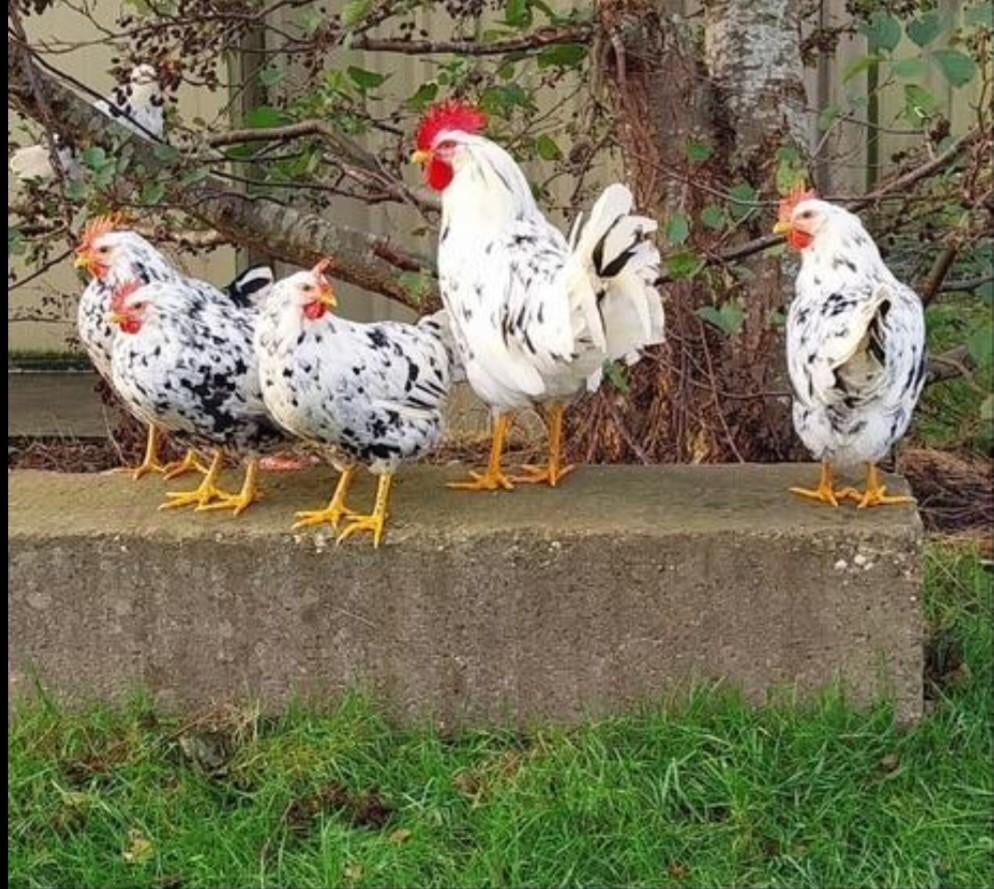 Broedeieren van de bonte leghorn!, Geslacht onbekend, Kip