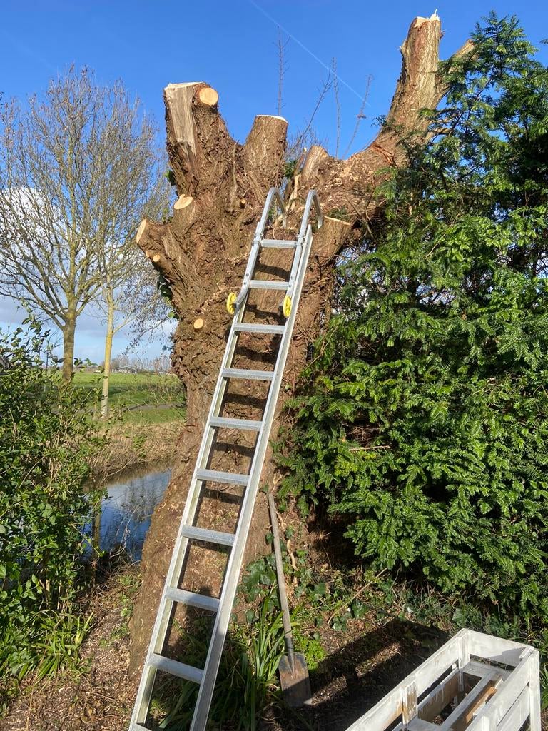 wilgen hout, Ophalen, Zo goed als nieuw, Minder dan 2 meter