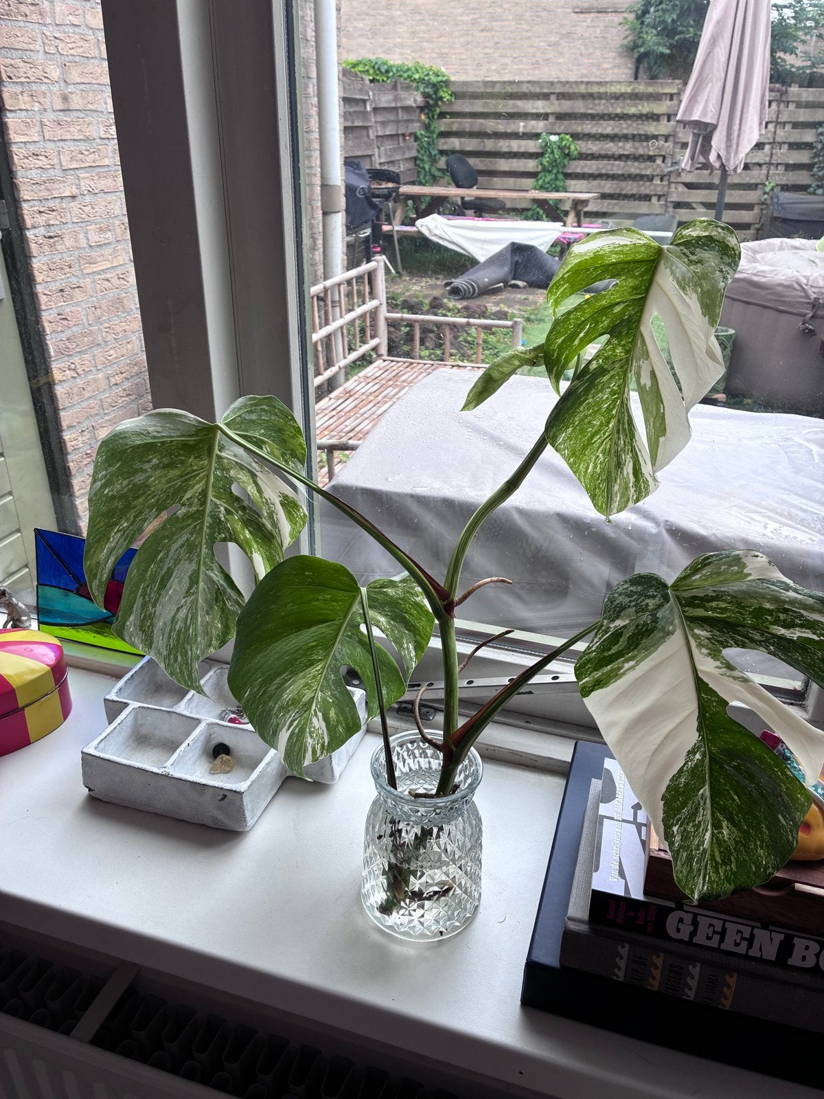 Monstera Albo variegata gewortelde kopstek met nieuw blad, Tuin en Terras, Overige soorten, Vaste plant, Ophalen of Verzenden