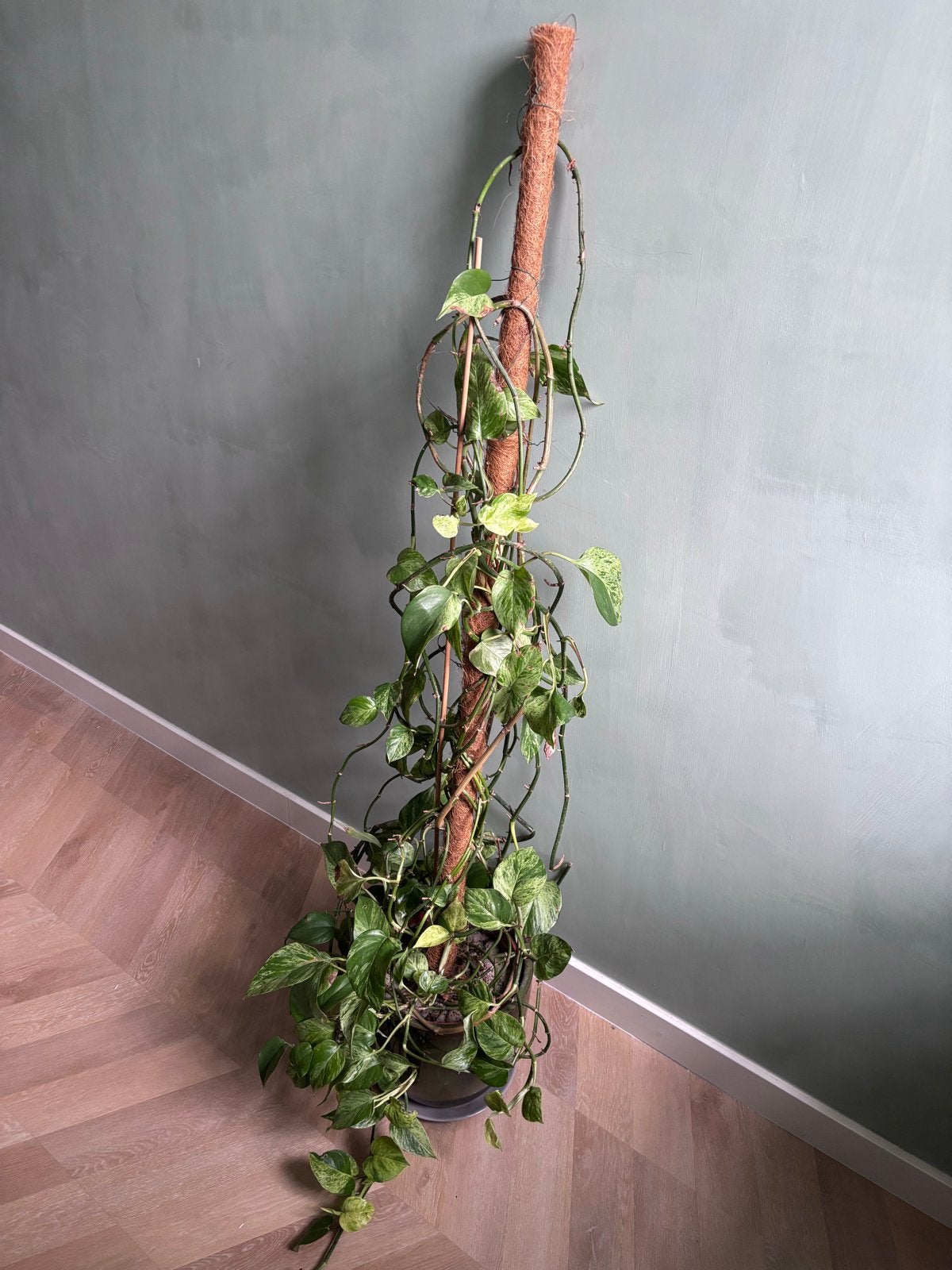 Grote, onderhoudsvriendelijke klimop/hangplant met klimstam, Ophalen, Overige soorten, 150 tot 200 cm, Volle zon