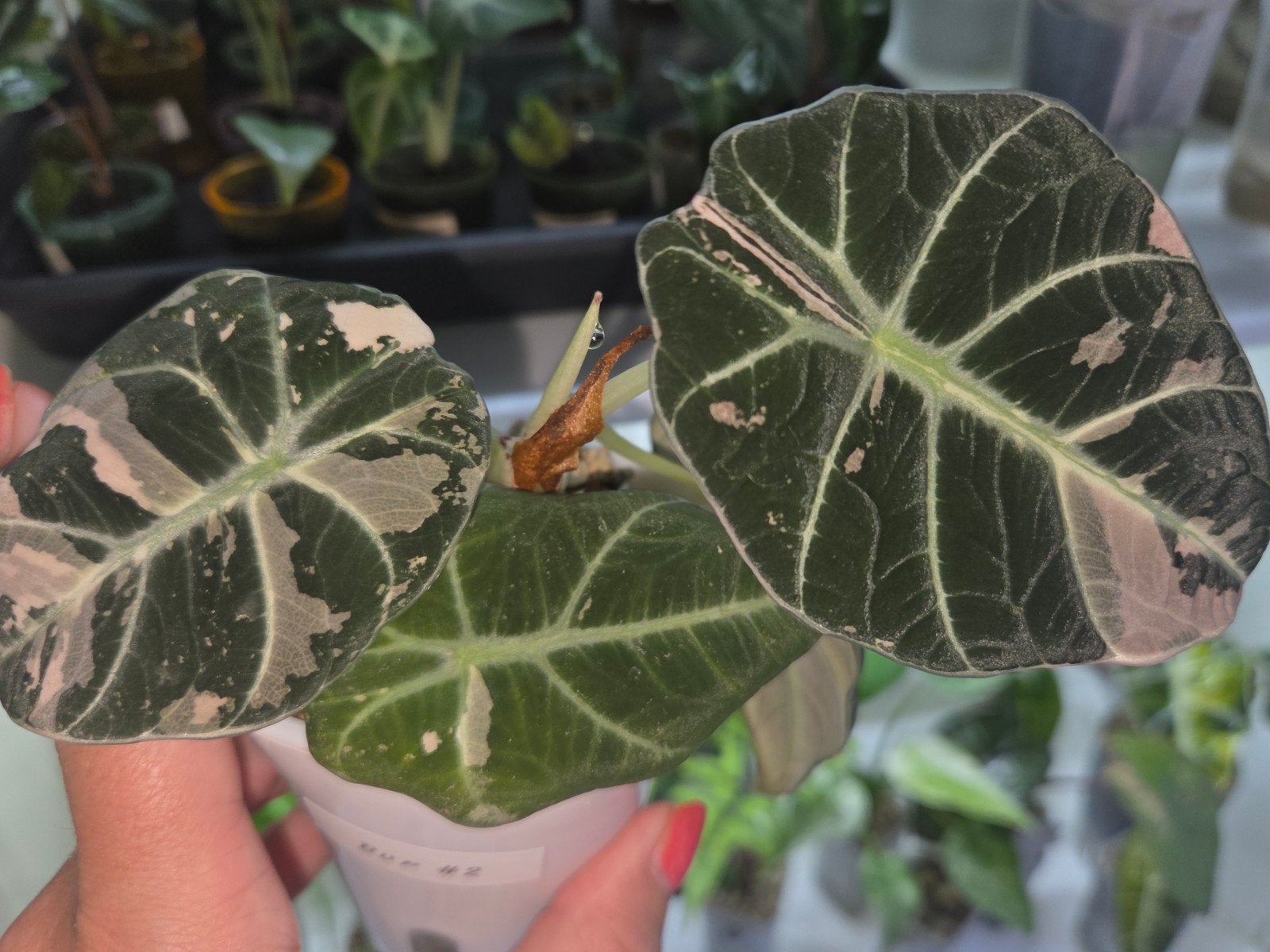 Alocasia black velvet pink corms, Ophalen of Verzenden, Halfschaduw, Minder dan 100 cm