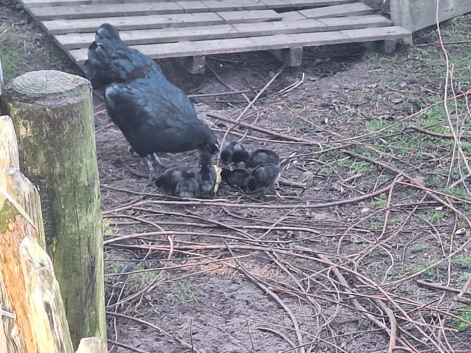 Ayam cemani kuikens hennen hanen, Dieren en Toebehoren, Meerdere dieren, Kip