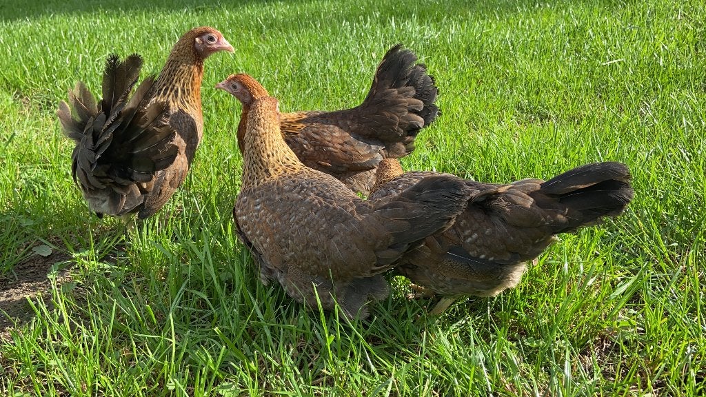 Jonge tamme Bielefelder kriel kippen gesekst en ingeënt, Dieren en Toebehoren, Vrouwelijk, Kip