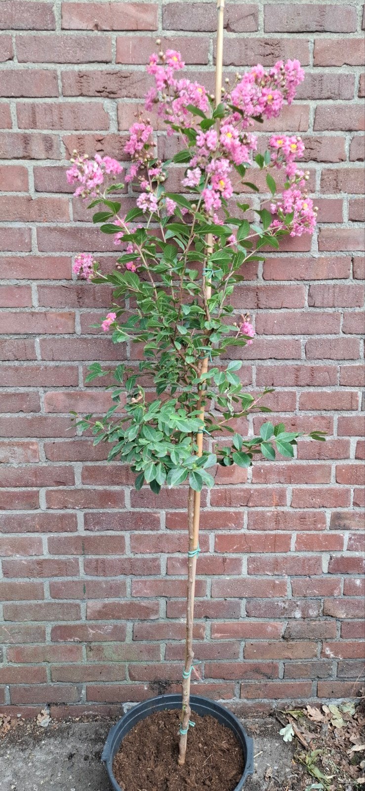 Lagerstroemia indica, indische sering, Tuin en Terras, Ophalen, Lente, Volle zon, Overige soorten