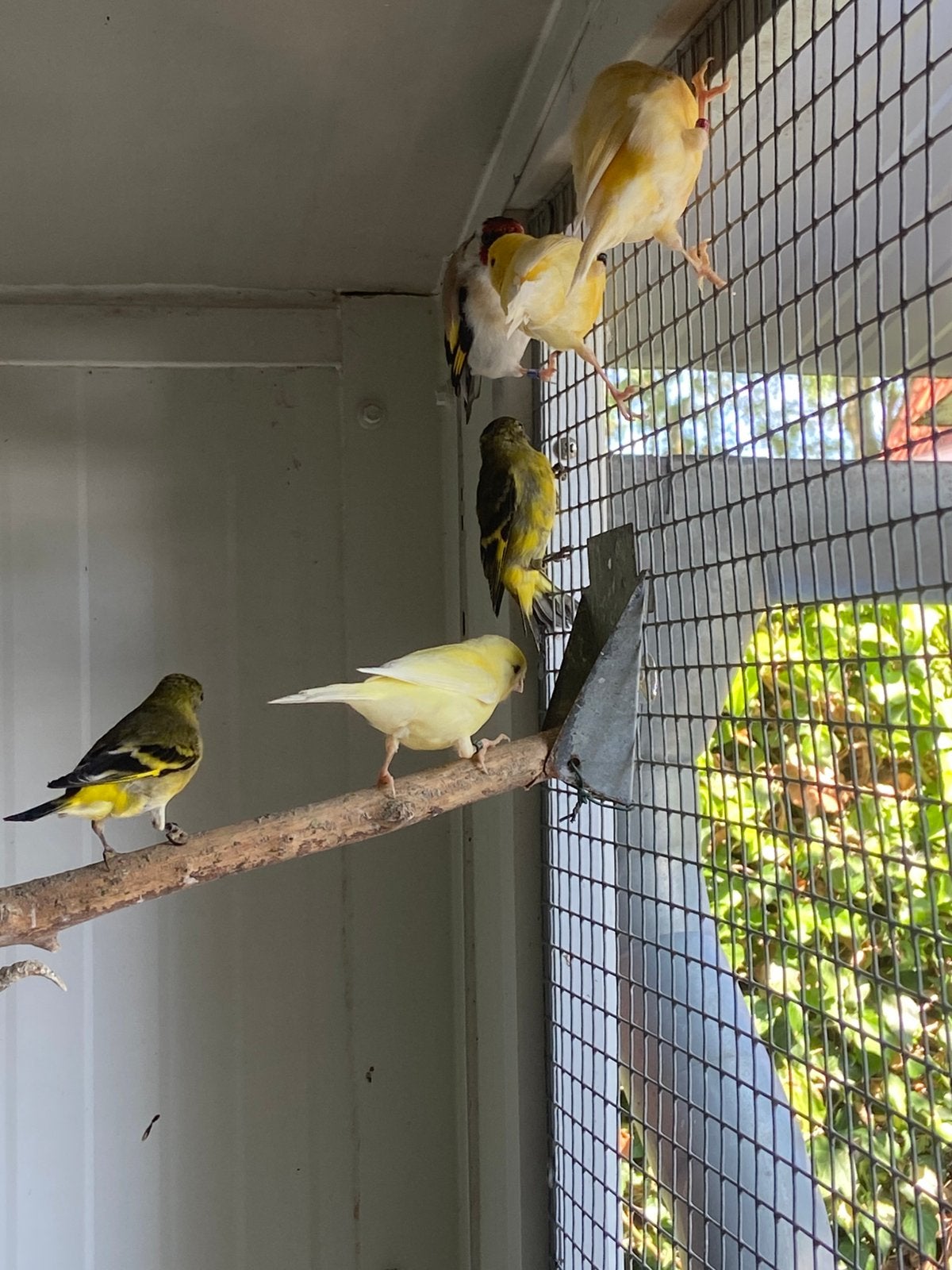 Te koop zwartkopsijs man, Dieren en Toebehoren, Vogels | Overige Vogels, Mannelijk