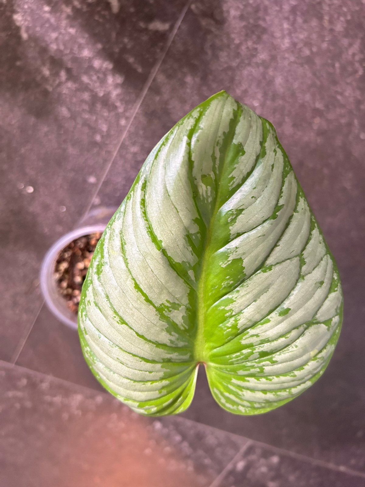 Philodendron Mamei - Zeldzame Kamerplant, Ophalen of Verzenden, Halfschaduw, Minder dan 100 cm