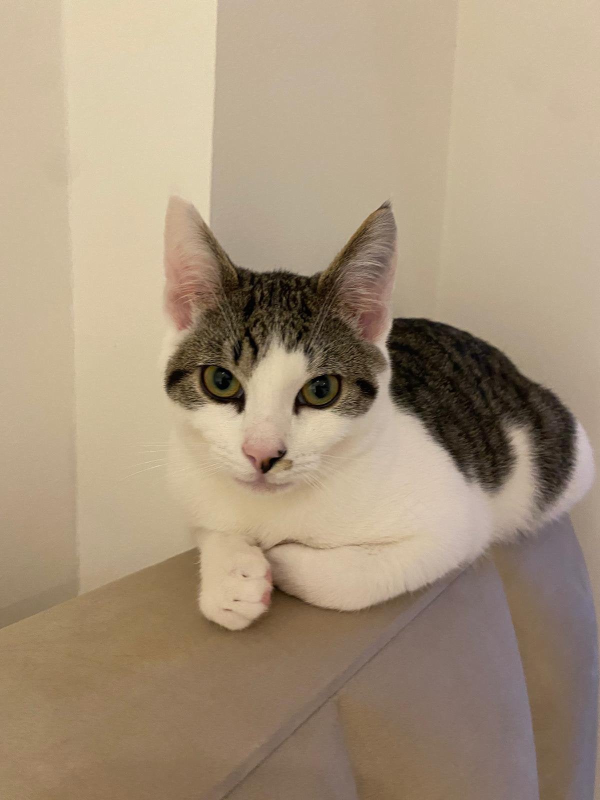 Lieve jonge kater,  11 maanden, Kater, 0 tot 2 jaar