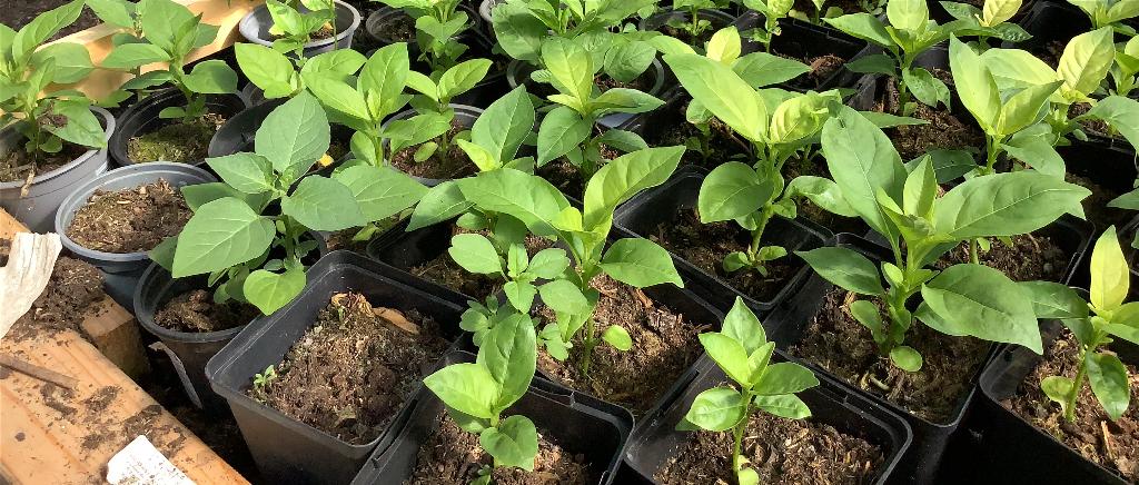 Surinaamse bitawirie plantjes 3,00 per stuk, Ophalen of Verzenden, Eenjarig, Groenteplanten, Volle zon