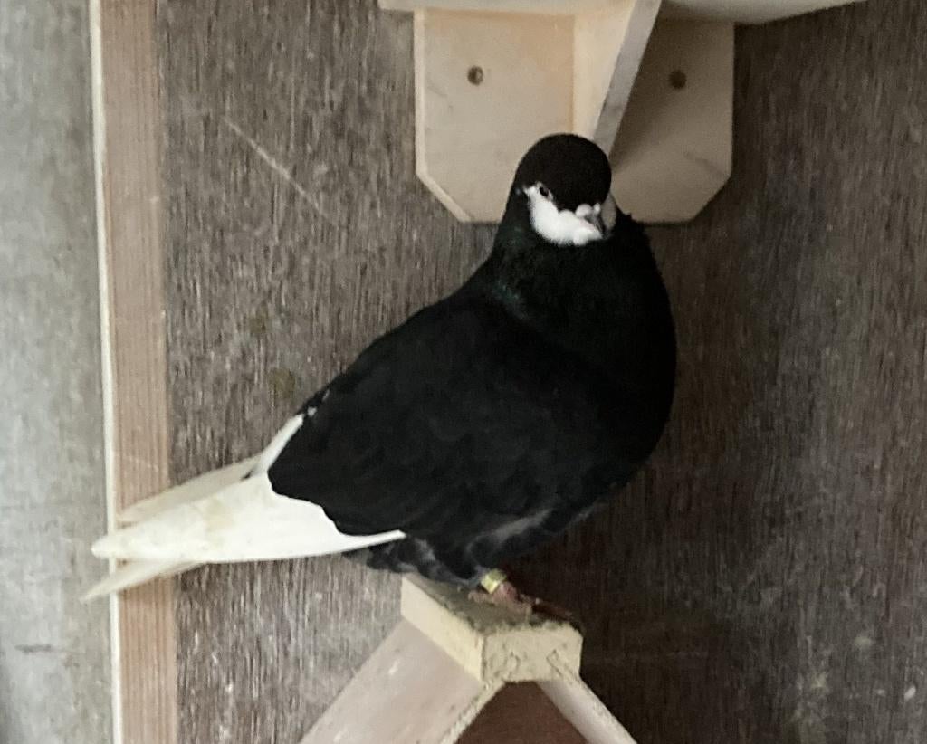 Koppel zwarte baardtuimelaars - sierduiven - duiventil, Dieren en Toebehoren, Vogels | Duiven, Meerdere dieren, Overige soorten