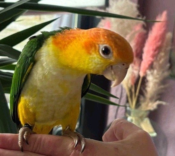 Beschikbaar Prachtige jonge roestkop caiques 17 weken, Dieren en Toebehoren, Vogels | Parkieten en Papegaaien, Meerdere dieren