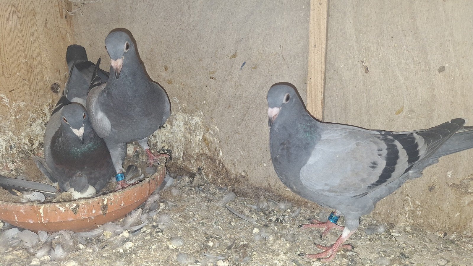 2 jongen uit super koppel, Dieren en Toebehoren, Vogels | Duiven, Meerdere dieren