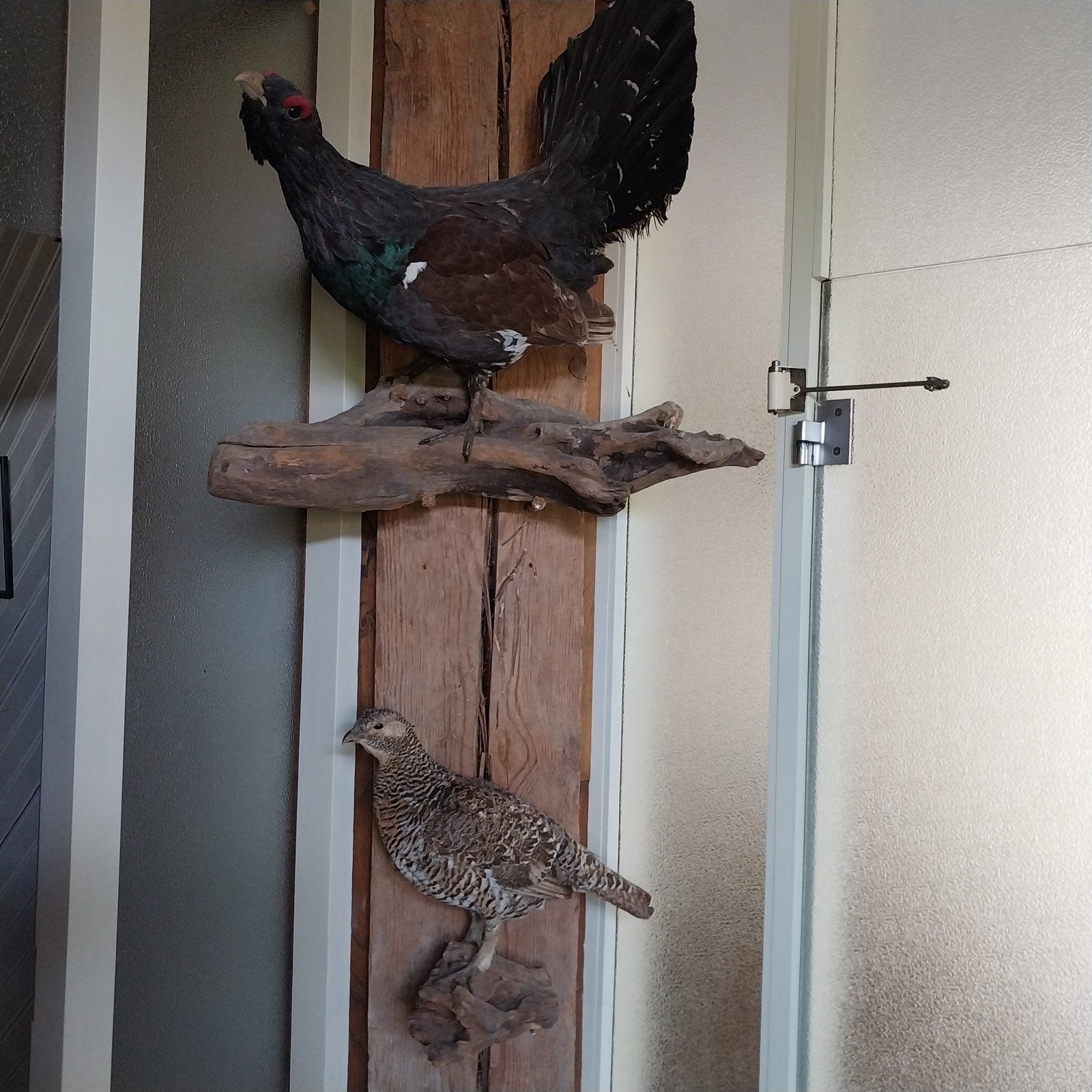 Taxidermie, Ophalen, Zo goed als nieuw
