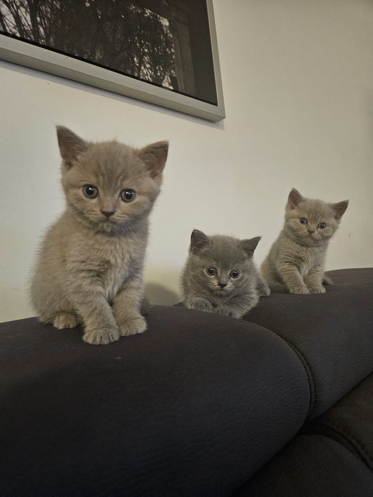 Britse korthaar kittens ras zuiver, Meerdere dieren, Ontwormd, 0 tot 2 jaar