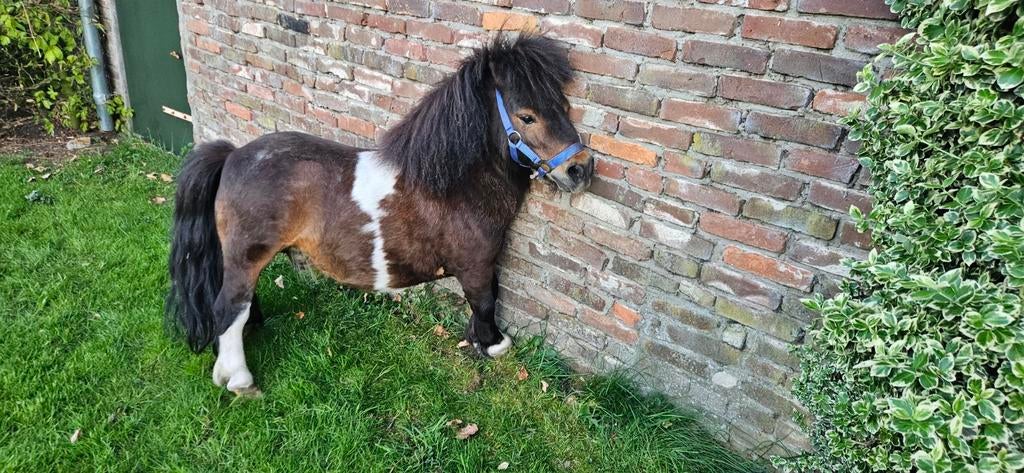 Mini dek hengstje, Dieren en Toebehoren