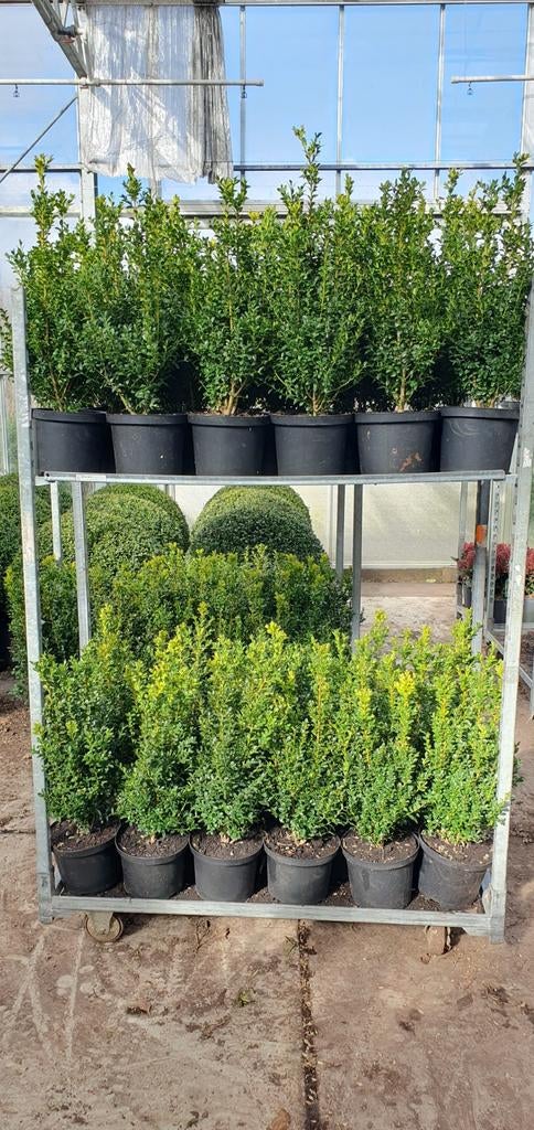Buxus struiken, Ophalen, Buxus, Minder dan 100 cm
