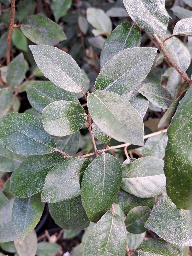 9  Wintergroene Olijfwilgen op stam € 200, Volle zon, Vaste plant, Herfst, Ophalen