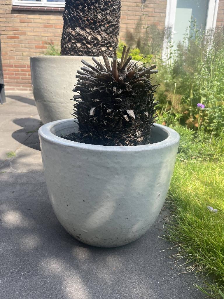 Cycas Revoluta / Varenpalm / Vredespalm | Luxe plant in Pot, Tuin en Terras, Planten | Tuinplanten, Ophalen, Vaste plant, Overige soorten