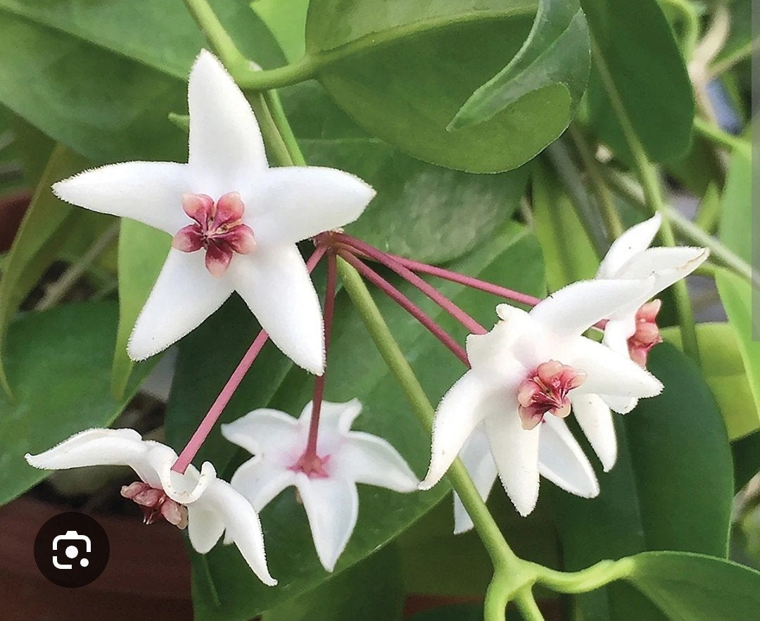Hoya Iris marie, Huis en Inrichting, Kamerplanten, Ophalen of Verzenden, Halfschaduw, Minder dan 100 cm