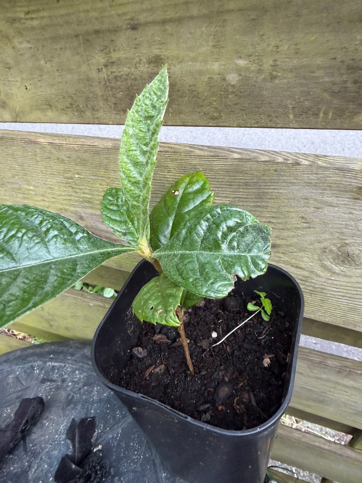Japanse Mispel (Japanse wolmispel of loquat), Ophalen of Verzenden, Minder dan 100 cm, Overige soorten, Zomer