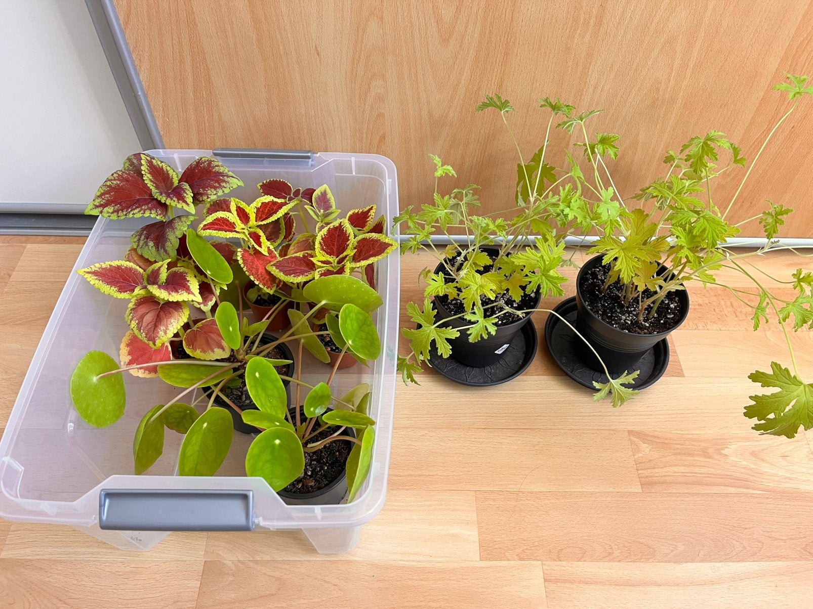 Mix kamerplanten, Ophalen, Volle zon, Minder dan 100 cm
