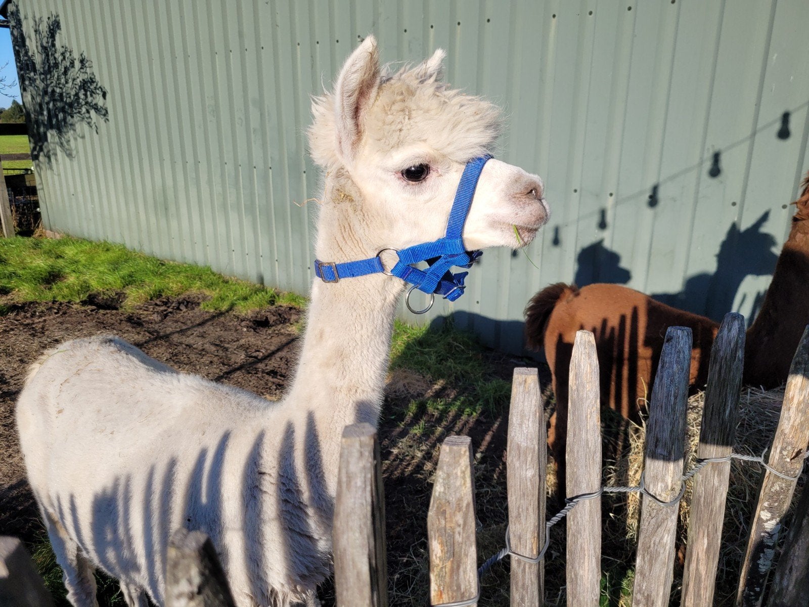 2 zeer makke alpaca hengsten, Dieren en Toebehoren, Mannelijk, Alpaca, 0 tot 2 jaar
