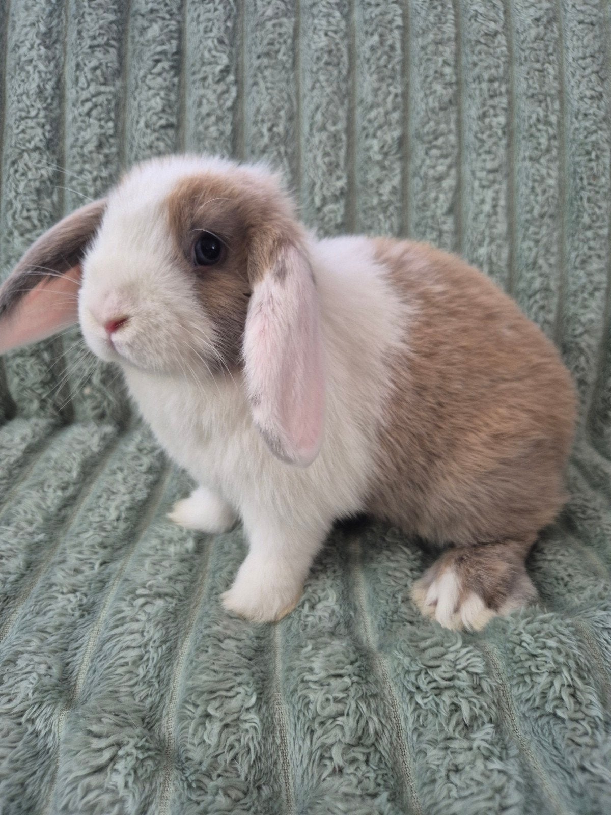Koppeltje jonge Minilop konijntjes., Dieren en Toebehoren, Meerdere dieren, Dwerg, Hangoor, 0 tot 2 jaar