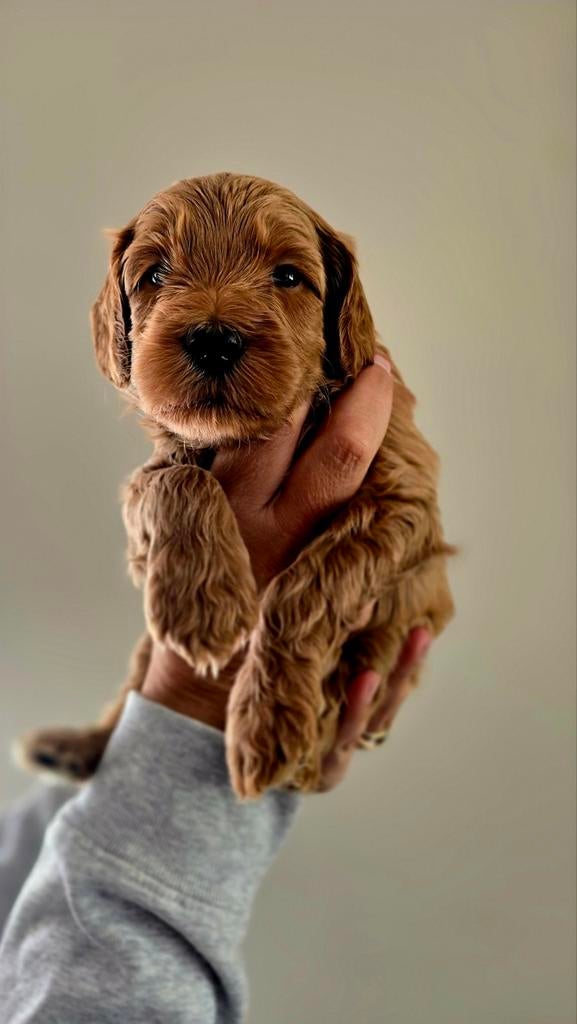 Labradoodle pups medium, Dieren en Toebehoren, Honden | Retrievers, Spaniëls en Waterhonden, Overige rassen, 8 tot 15 weken, Meerdere