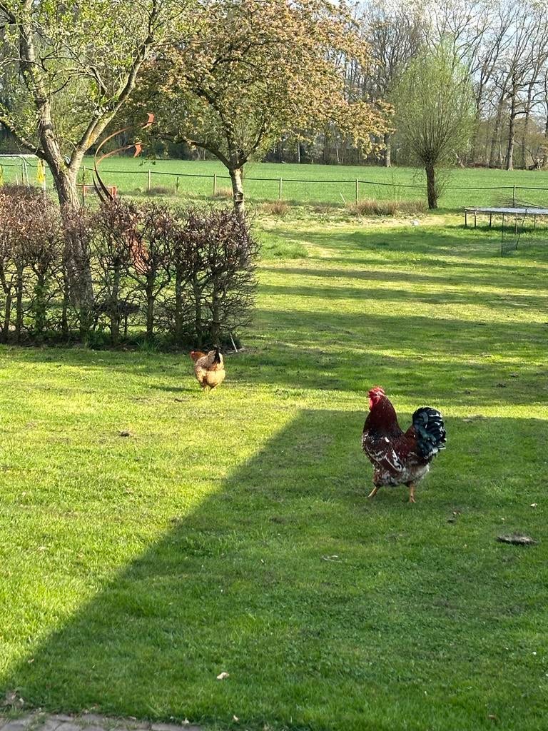 3 hennen 1 haan, Dieren en Toebehoren, Pluimvee, Kip, Meerdere dieren