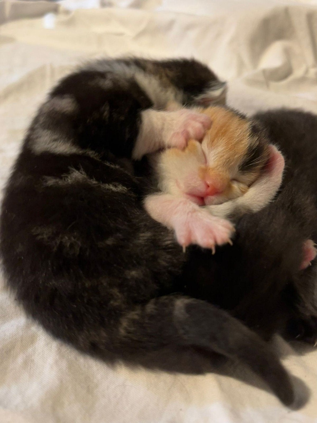 Kruising Maine Coon kittens, Meerdere dieren, Met stamboom