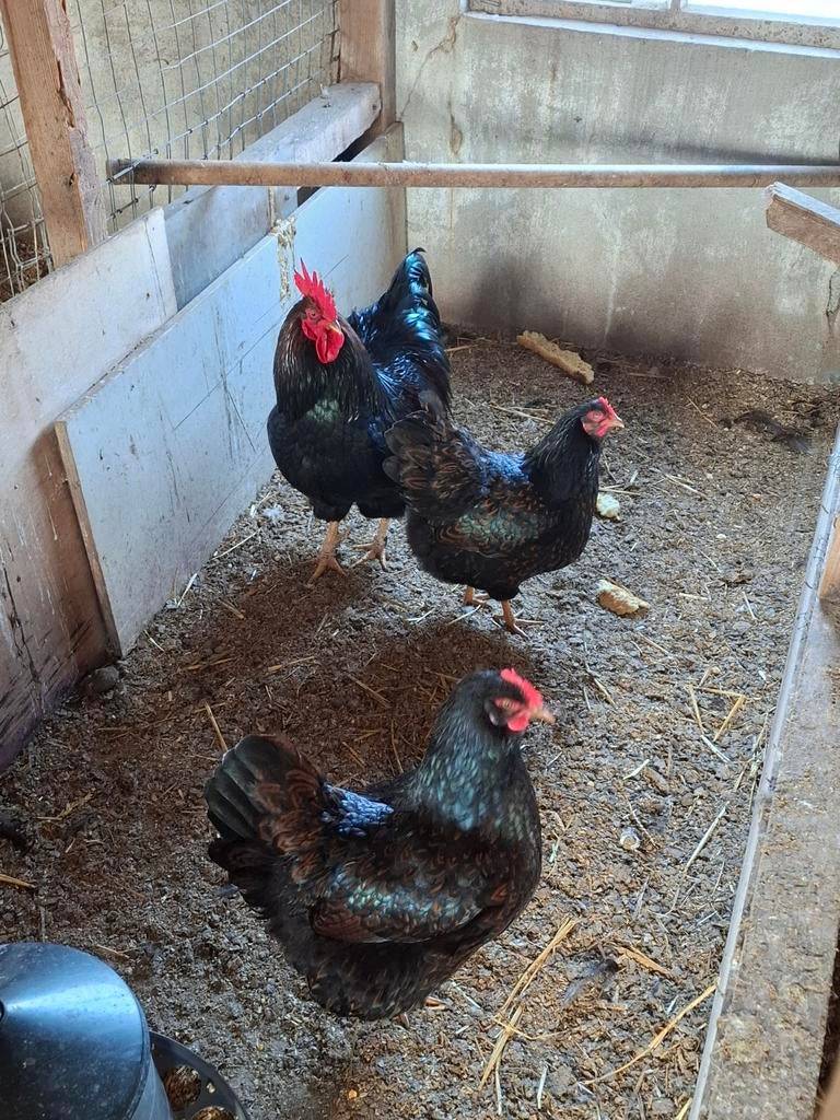 Barnevelder kuikens, Geslacht onbekend, Kip