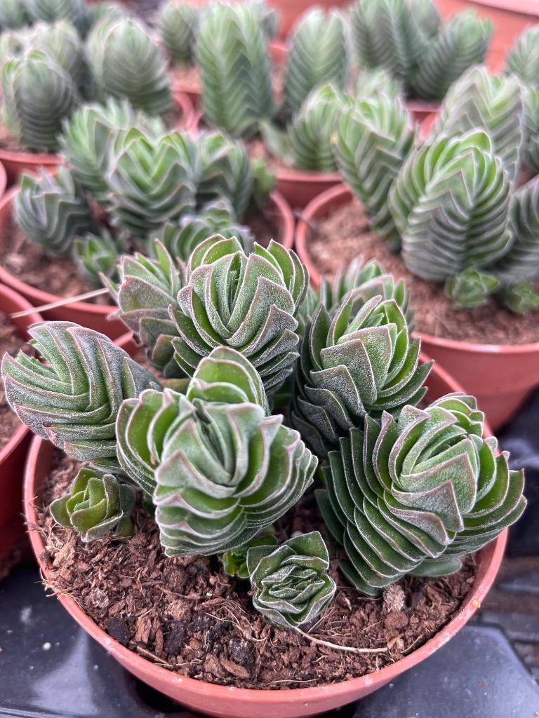 Crassula Buddha's Temple succulent potmaat 8,5 cm cluster, Huis en Inrichting, Kamerplanten, Vetplant, In pot, Minder dan 100 cm