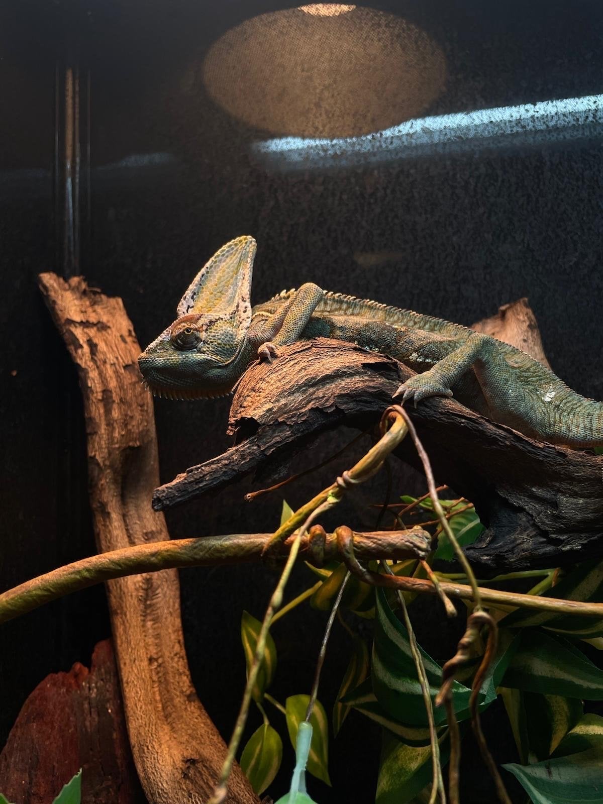 Jemenkameleon (chamaeleo calyptratus) Chameleon - unknown for sale from Igor Hagedoorn