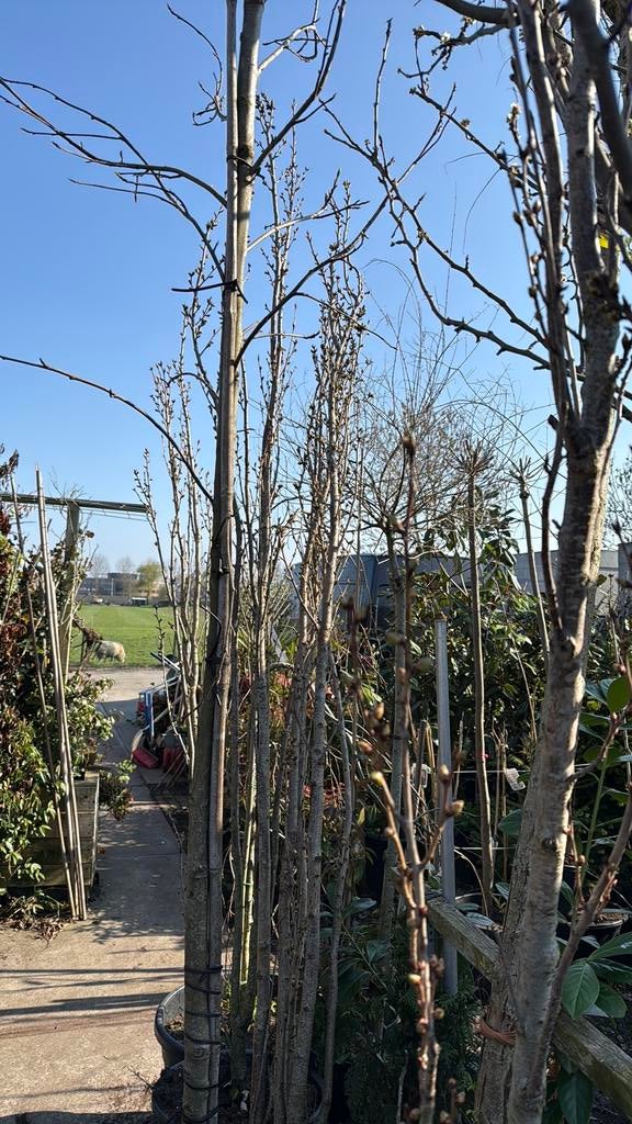 Zuilvormige japanse sierkers komen nu in bloei koop nu !!!!, Tuin en Terras, Ophalen, Halfschaduw, Lente, 250 tot 400 cm