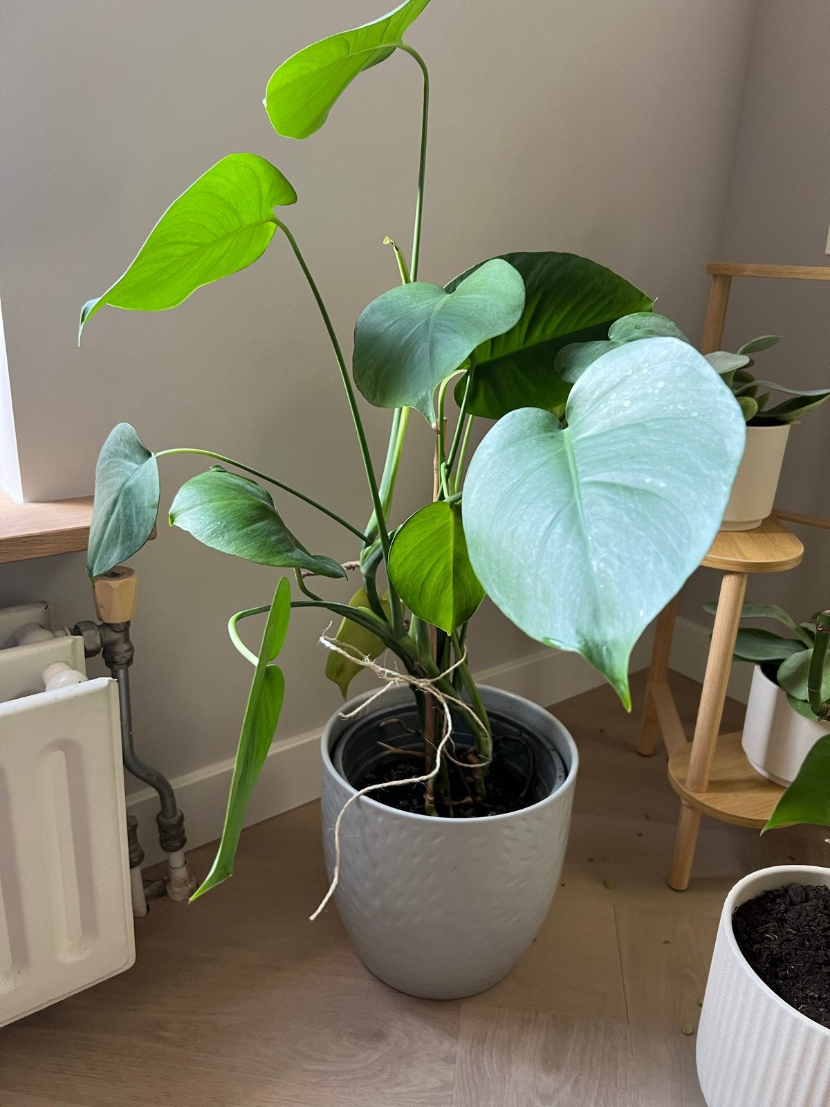 Monstera plant (evt. inclusief bloempot), Huis en Inrichting, Groene kamerplant, Ophalen, Overige soorten, In pot