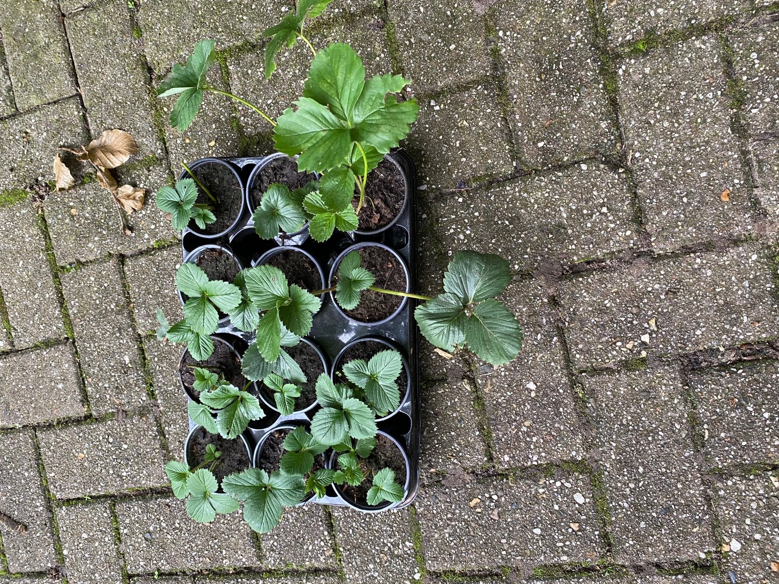 Aardbeien plantjes, Volle zon, Vaste plant, Ophalen of Verzenden, Zomer
