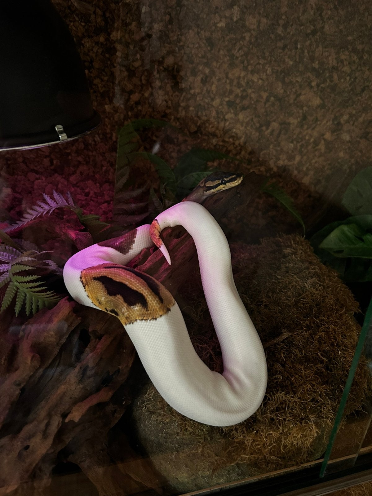 Koningspython + terrarium Ball Python photo 9
