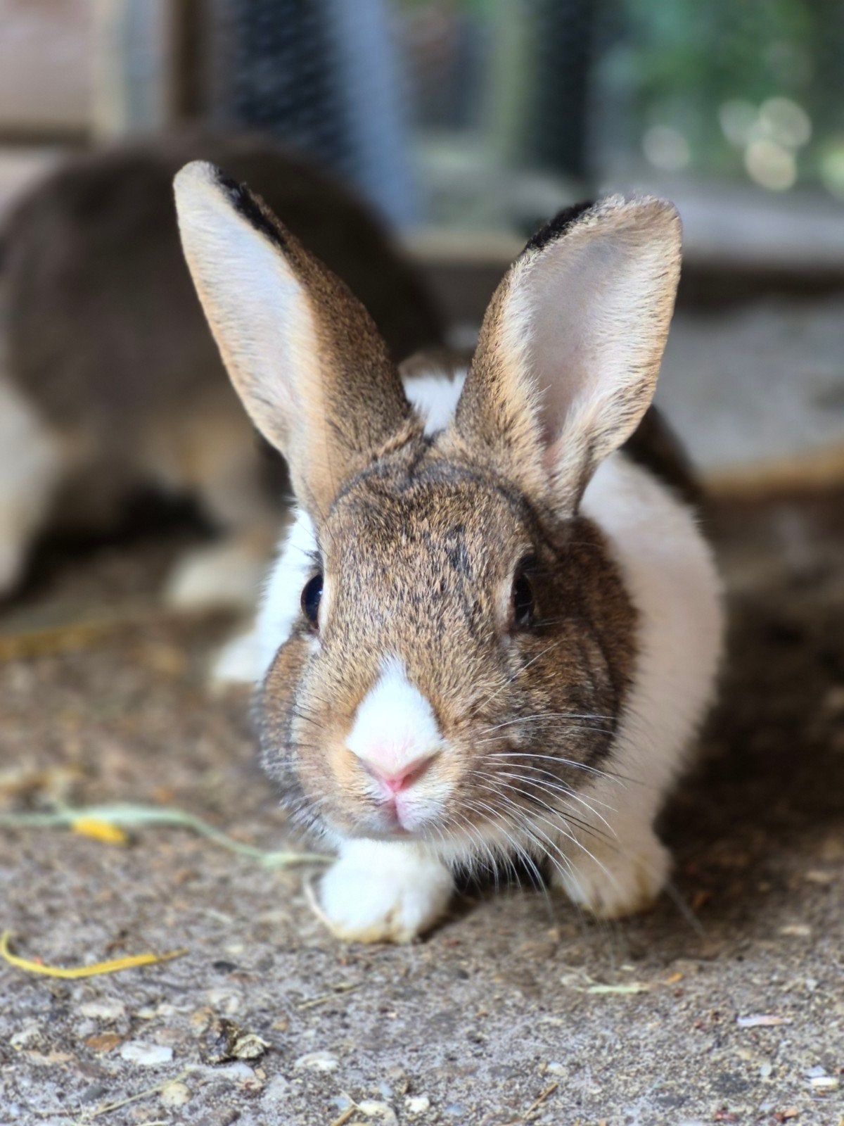 Hollander rammelaar, Dieren en Toebehoren, Konijnen, Mannelijk, Middelgroot, 0 tot 2 jaar