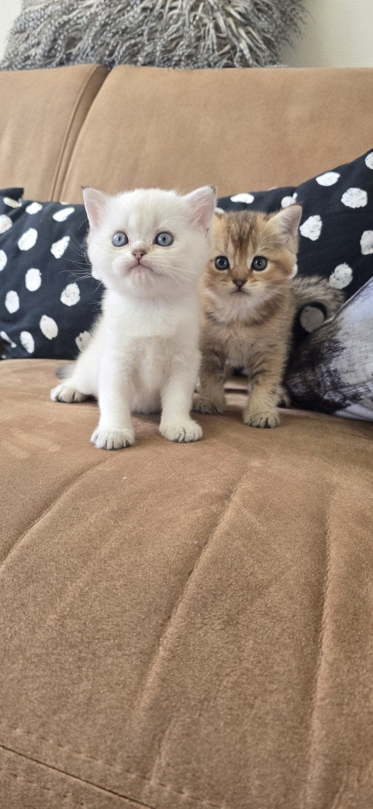 Britse golden korthaar kittens, Dieren en Toebehoren, Katten en Kittens | Raskatten | Korthaar, Meerdere dieren, Ontwormd, 0 tot 2 jaar
